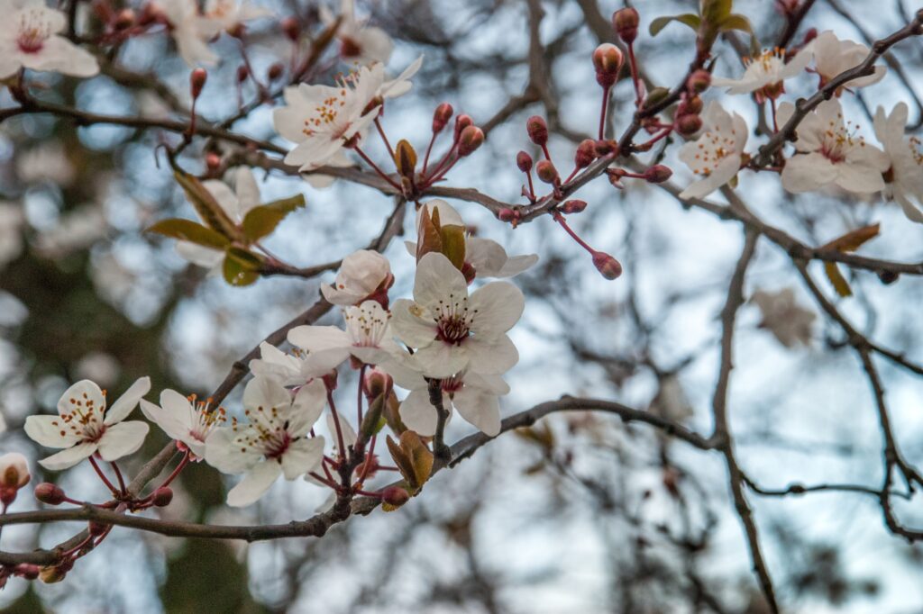 A closeup of a flowering tree in Chiswick Park